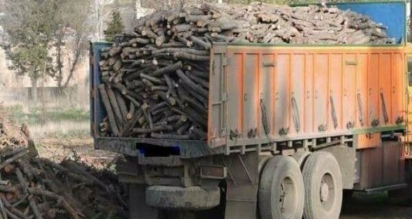 اقدام قاچاقچیان چوب به ضرب و جرح نیرو‌های منابع طبیعی گرگان