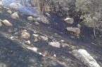 مهار کامل حریق در عرصه‌های جنگلی گالیکش با ۷ مصدوم و ۱۲ هکتار خسارت