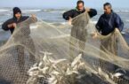 هشدار درباره مصرف ماهیان خزر به دلیل آلوده بودن به فاضلاب و زباله