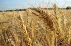 ۳.۲ میلیون تُن گندم از کشاورزان ازجمله گلستانی ها خریداری شد