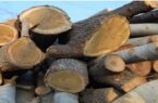 رسیدگی به ۳۱۲ پرونده قاچاق چوب جنگلی در تعزیرات حکومتی