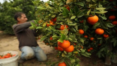 برداشت ۵۰ هزار تن محصول پرتقال در گلستان