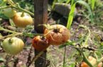 ویروس چروکیدگی قهوه‌ای در کمین گلخانه‌های پرورش گوجه فرنگی و فلفل