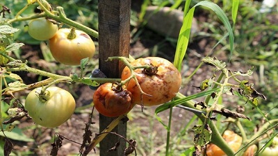 ویروس چروکیدگی قهوه‌ای در کمین گلخانه‌های پرورش گوجه فرنگی و فلفل