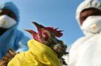 ضرورت همکاری دستگاه‌ها برای مقابله با شیوع احتمالی آنفلوآنزای پرندگان