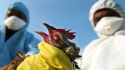 ضرورت همکاری دستگاه‌ها برای مقابله با شیوع احتمالی آنفلوآنزای پرندگان