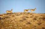 افزایش ۱۰ درصدی وحوش پارک ملی گلستان