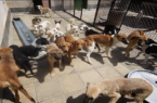 جمع آوری و ساماندهی ۲۳۰ قلاده سگ بدون صاحب در گرگان