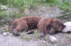 تلف شدن بیش از ۵۰ حیوان وحشی در تصادفات جاده ای پارک ملی گلستان