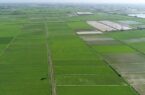 صدور سند حدنگار کشاورزی برای ۱۰۱ هزار هکتار از اراضی کشاورزی گلستان