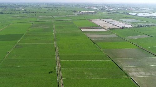 صدور سند حدنگار کشاورزی برای ۱۰۱ هزار هکتار از اراضی کشاورزی گلستان