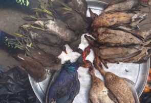 کشف ۱۶ قطعه مرغابی در خلیج گرگان